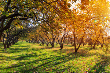 Naklejka premium autumn and yellow maple leaves in the park in Kolomenskoye park in autumn season aerial view, Moscow, Russia.