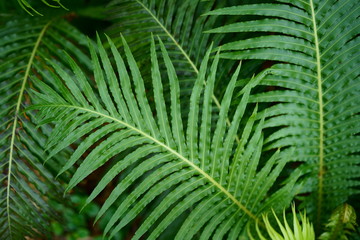 leaf of fern