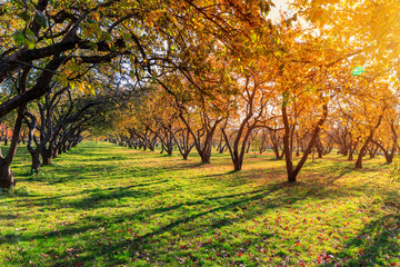 autumn and yellow maple leaves in the park in Kolomenskoye park in autumn season aerial view, Moscow, Russia.