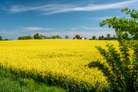 Bl&uuml;hendes Rapsfeld in der N&auml;he von Knau