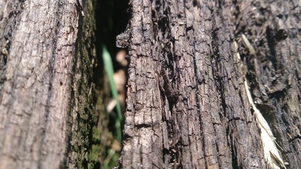 Holz