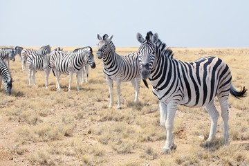 Fototapeta na wymiar Herd of beautiful zebras grazing in savannah on blue sky background closeup, safari in Etosha National Park, Namibia, Southern Africa