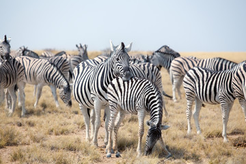 Herd of beautiful zebras grazing in savannah on blue sky background close up, safari in Etosha National Park, Namibia, Southern Africa