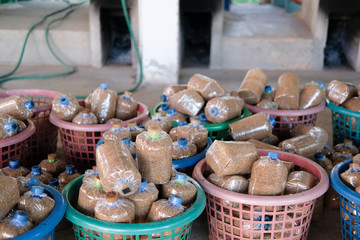 artificial substrate in bag for growing mushroom in farm