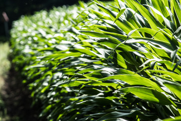 cornfield leaves