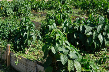 perrpioca of the woods growing in farm
