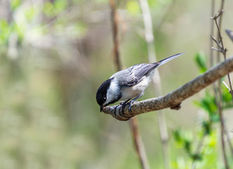 Cute little bird lon branch looking into empty space
