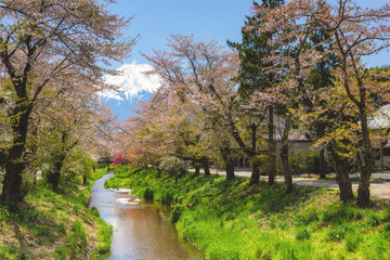Fototapeta na wymiar Oshino village with Fujisan and sakrura