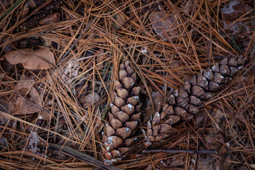 Pine cones on the forest floor