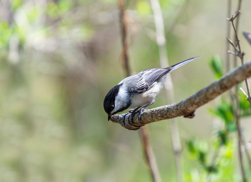 Cute little bird lon branch looking into empty space