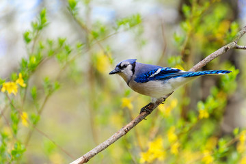 Blue Jay on branch with spring flowers in background