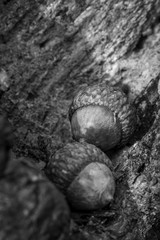 acorns on rotten tree black and white 