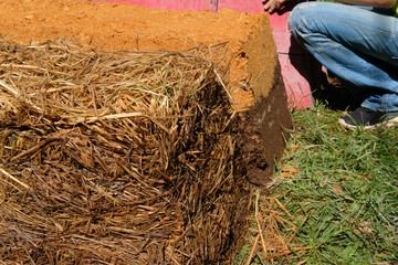 straw mushroom growing in farm