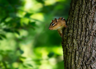 Naklejka na ściany i meble Chipmunk on tree trunk looking into green space