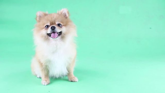 Pomeranian dog with a green backdrop.