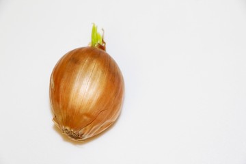 small onion bulb isolated on white background and space for your text