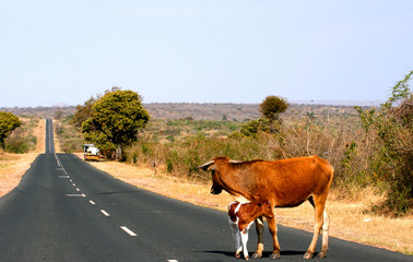 Cow and Calf stood in road