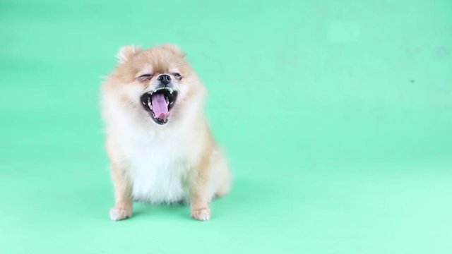 Pomeranian dog with a green backdrop.