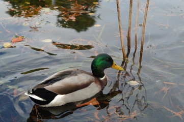 a duck on the water