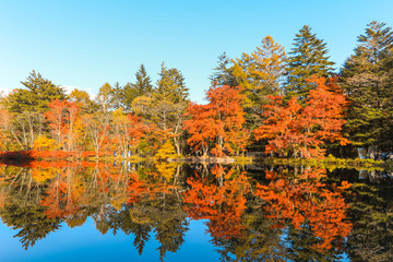 Beautiful Japan autumn at Kumoba Pond or Kumoba ike of Karuizawa ,Nagano Prefecture Japan.