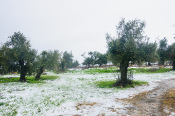 Snow in the Galilee
