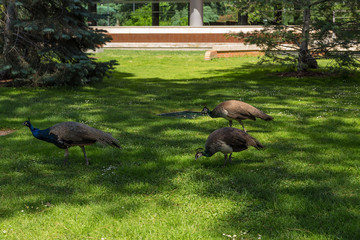 Madrid, Spain. Peacocks in Retiro Park