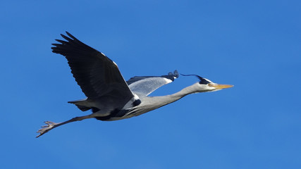 Grey heron