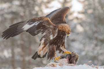 Golden eagle rips pieces of meat from frozen racoon carcass