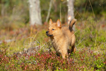 Naklejka na ściany i meble Finnish Spitz puppy running in boreal forest on a sunny autumn day