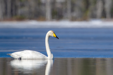 Beautiful white Whooper Swan swimming on the lake