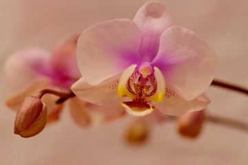 różowa orchidea na białym tle - obrazy, fototapety, plakaty