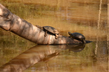 Turtles resting at afternoon on a trunk at the middle of the lake