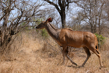 Kudu walking in bush