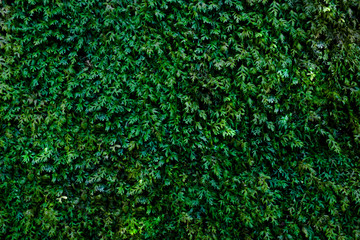Natural green plant leaves texture wall background in a garden