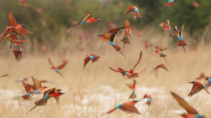 Southern carmine bee-eaters - obrazy, fototapety, plakaty