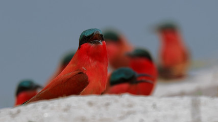 Southern carmine bee-eaters