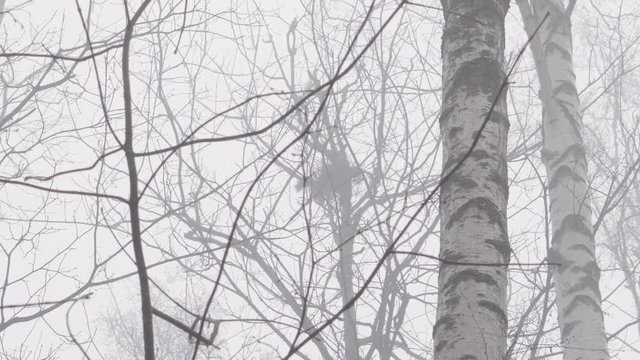 Squirrel watching the birds nest in the winter fog
