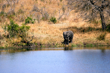 Elephant at riverbank.