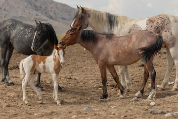 Wild Horse Mare and Foal in Utah