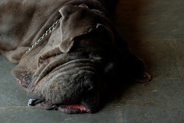 Gray Neapolitan Mastiff Dog's head