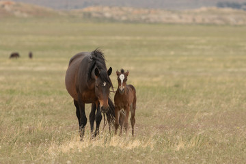 Wild Horse Mare and Foal in Utah