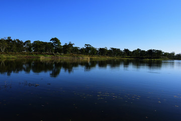 Fototapeta premium reflection of trees in water