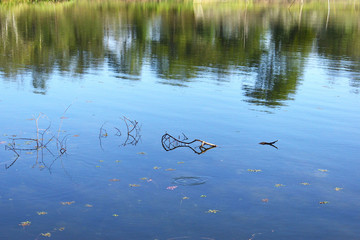 reflection of trees in water