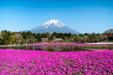 Cercles muraux Mont Fuji Japan Shibazakura Festival with the field of pink moss, Sakura tree with Mountain Fuji on blue sky background, clear sky Fuji water reflection on lake in pink moss Japanese garden in spring. 