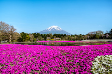 Japan Shibazakura Festival with the field of pink moss, Sakura tree with Mountain Fuji on blue sky background, clear sky Fuji water reflection on lake in pink moss Japanese garden in spring. 