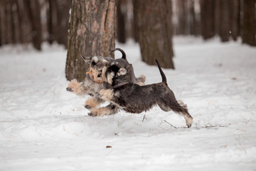 miniature schnauzer dog in winter forest