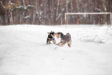 Fototapeta na wymiar miniature schnauzer dog in winter forest