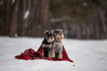 miniature schnauzer dog in winter forest