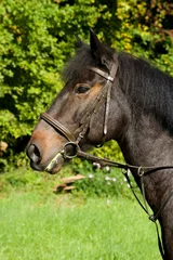 Fototapeten Brown warm blood horse with bridle © DoraZett