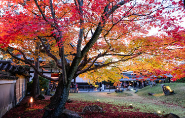 Autumn leaves , Colorful autumn foliage yellow maple (Yellow Momiji .) tree in Kyoto, Japan